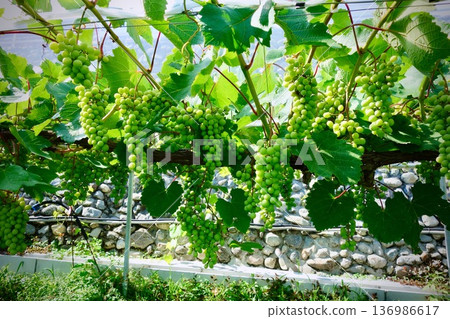 Blue grapes 136986617