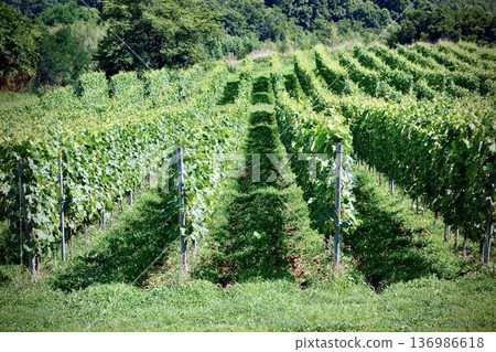 Vineyard near harvest Vineyard near harvest 136986618