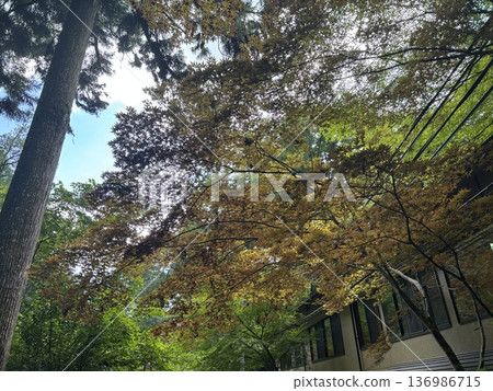Autumn sunlight filtering through the trees and colorful leaves Autumn sunlight filtering through the trees and colorful leaves 136986715