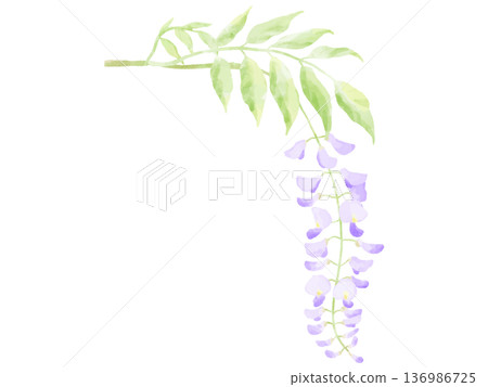 美麗的水彩紫藤花 136986725