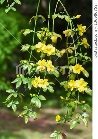 Obai冬季茉莉花 136986755