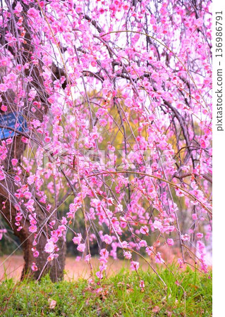 光澤粉紅的垂枝李 136986791