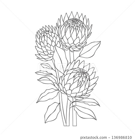 Detailed protea flower line art illustration with leaves in elegant botanical outline style 136986810