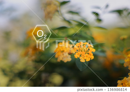 Close up yellow flower with O2 oxygen chemical icon graphic on blurred background, concept of environmental protection, net zero emission, carbon neutrality, clean energy and sustainability. Close up yellow flower with O2 oxygen chemical icon graphic on blurred background, concept of environmental protection, net zero emission, carbon neutrality, clean energy and sustainability. 136986814