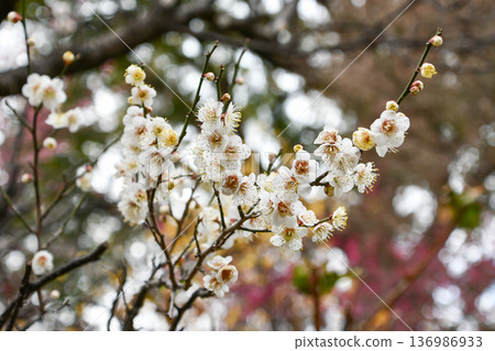 Plum blossoms telling the arrival of spring Plum blossoms telling the arrival of spring 136986933