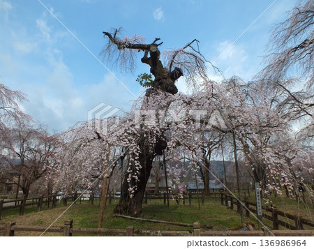 Kiunji寺的櫻花 Kiunji寺的櫻花 136986964