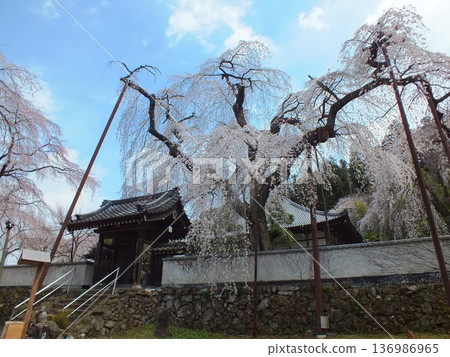 在Kiunji寺的Buddy櫻花 在Kiunji寺的Buddy櫻花 136986965