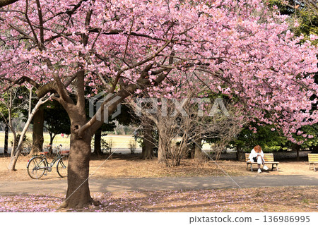 Inokashira Park: Early-blooming Kawazu cherry blossoms in spring 136986995