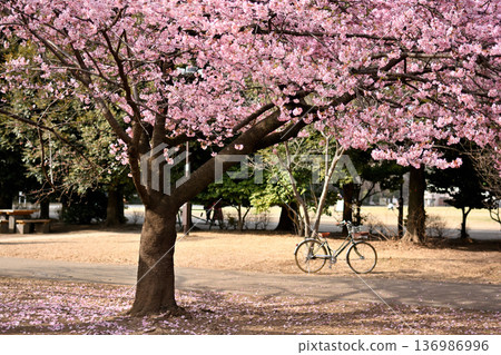 Inokashira Park: Early-blooming Kawazu cherry blossoms in spring Inokashira Park: Early-blooming Kawazu cherry blossoms in spring 136986996