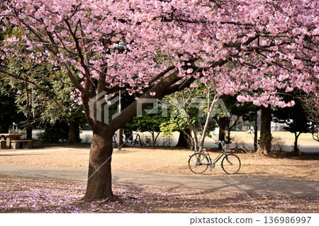 Inokashira Park: Early-blooming Kawazu cherry blossoms in spring 136986997