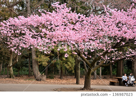 井之頭公園:春季早春盛開的河津櫻花 井之頭公園:春季早春盛開的河津櫻花 136987023