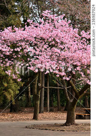 井之頭公園:春季早春盛開的河津櫻花 井之頭公園:春季早春盛開的河津櫻花 136987024