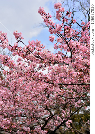 井之頭公園：春季早春盛開的河津櫻花 136987030