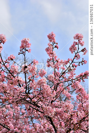 井之頭公園：春季早春盛開的河津櫻花 136987031