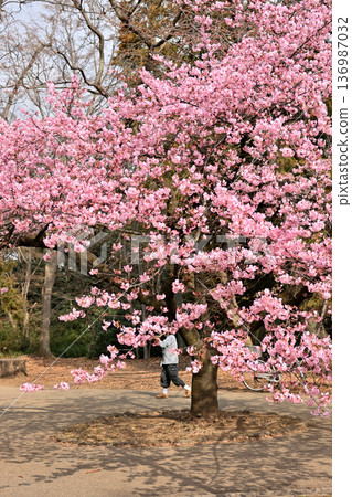 井之頭公園：春季早春盛開的河津櫻花 136987032