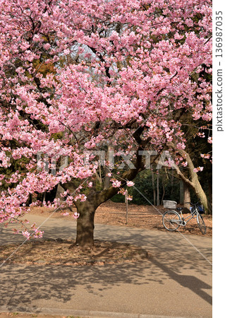 Inokashira Park: Early-blooming Kawazu cherry blossoms in spring Inokashira Park: Early-blooming Kawazu cherry blossoms in spring 136987035
