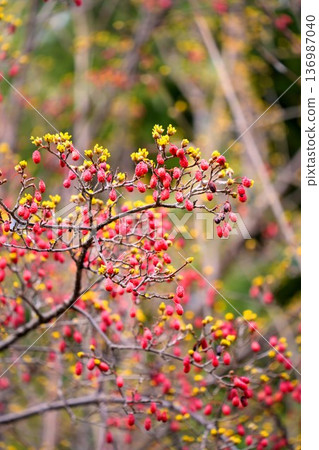 山茱萸的紅色果實和黃色花朵 136987040