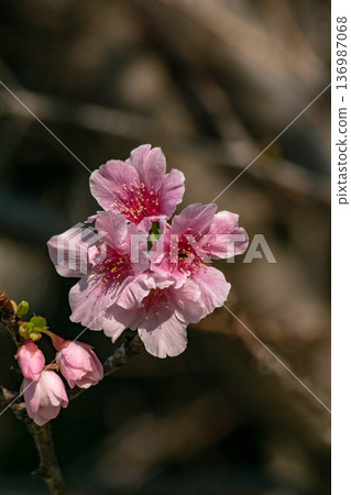 Cherry blossoms Cherry blossoms 136987068