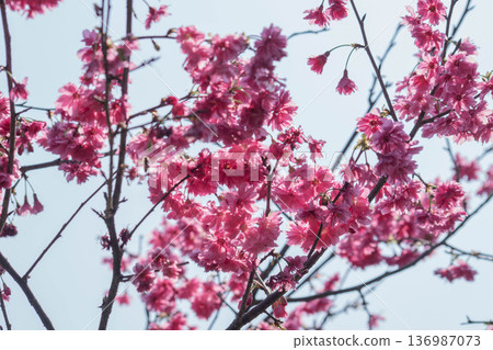 Cherry blossoms  136987073