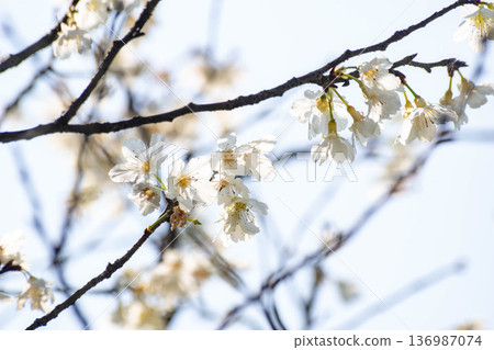 櫻花 櫻花 136987074