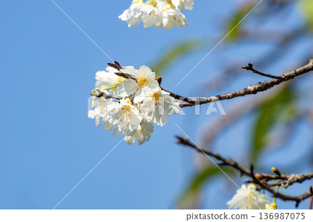 櫻花 櫻花 136987075