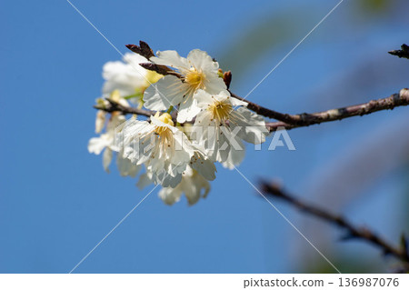 櫻花 櫻花 136987076