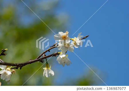 Cherry blossoms  136987077