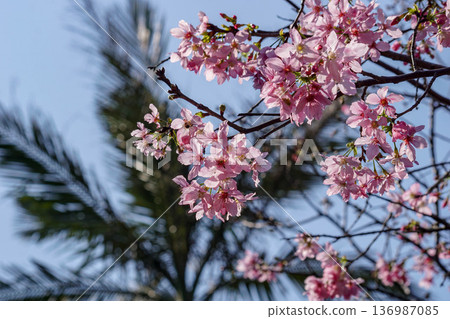 Cherry blossoms Cherry blossoms 136987085