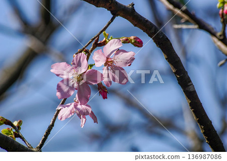 Cherry blossoms Cherry blossoms 136987086