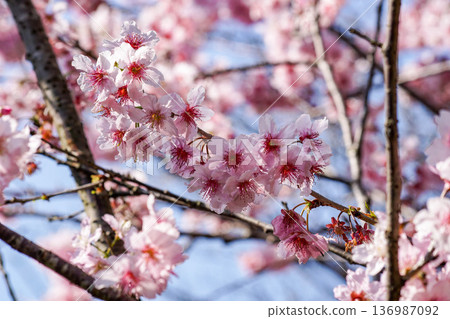 Cherry blossoms Cherry blossoms 136987092