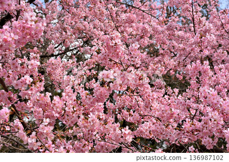 Inokashira Park: Early-blooming Kawazu cherry blossoms in spring 136987102