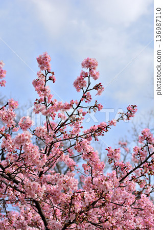 Inokashira Park: Early-blooming Kawazu cherry blossoms in spring 136987110