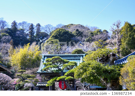 鎌倉長谷寺正門附近盛開的紅白梅花 136987234