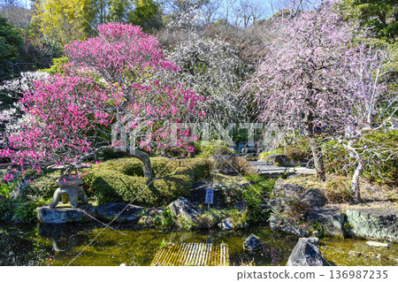 鎌倉長谷寺正門附近盛開的紅白梅花 136987235