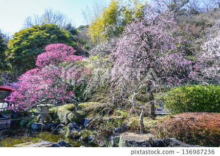 鎌倉長谷寺正門附近盛開的紅白梅花 鎌倉長谷寺正門附近盛開的紅白梅花 136987236