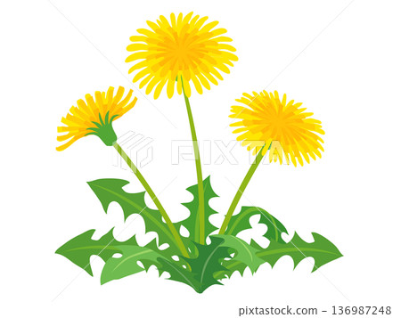 Blooming dandelion illustration vector material 136987248