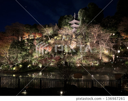 秋葉在燈光下閃閃發光 | 神秘的日式花園 秋葉在燈光下閃閃發光 | 神秘的日式花園 136987261