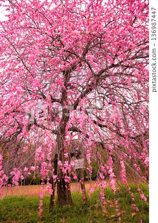 抬頭仰望粉紅色的垂枝梅花 抬頭仰望粉紅色的垂枝梅花 136987447
