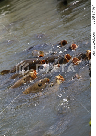 一群鯉魚張著嘴游泳 一群鯉魚張著嘴游泳 136987464