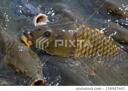 鯉魚群 鯉魚群 136987465