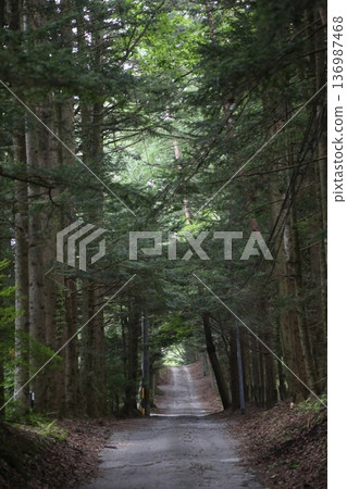 The way to the forest The way to the forest 136987468