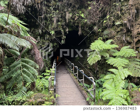長滿蕨類植物的熔岩洞入口 | 夏威夷火山國家公園 長滿蕨類植物的熔岩洞入口 | 夏威夷火山國家公園 136987483