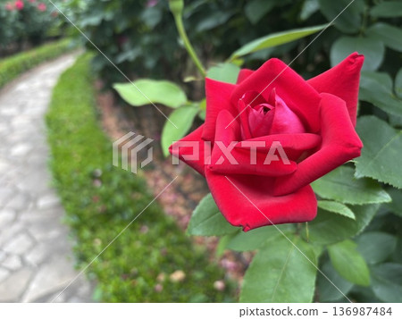 花園裡盛開的鮮豔紅玫瑰的特寫鏡頭 花園裡盛開的鮮豔紅玫瑰的特寫鏡頭 136987484