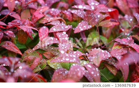 雨滴和奧塔福庫南天竹 136987639