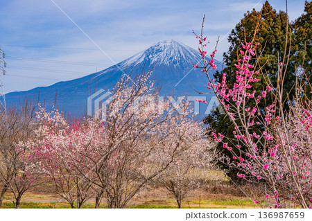 （靜岡縣）白絲自然公園：透過盛開的梅花林眺望富士山。 136987659