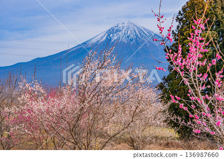 (靜岡縣)白絲自然公園:透過盛開的梅花林眺望富士山。 (靜岡縣)白絲自然公園:透過盛開的梅花林眺望富士山。 136987660