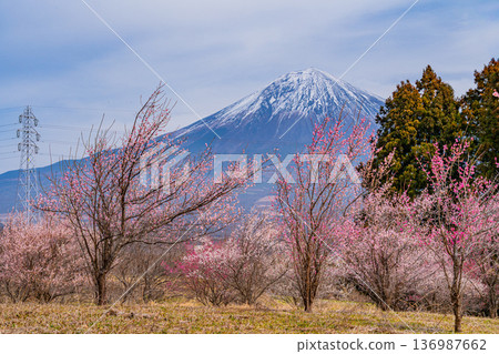 （靜岡縣）白絲自然公園：透過盛開的梅花林眺望富士山。 136987662