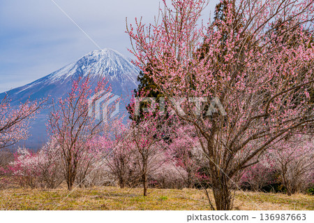 （靜岡縣）白絲自然公園：透過盛開的梅花林眺望富士山。 136987663