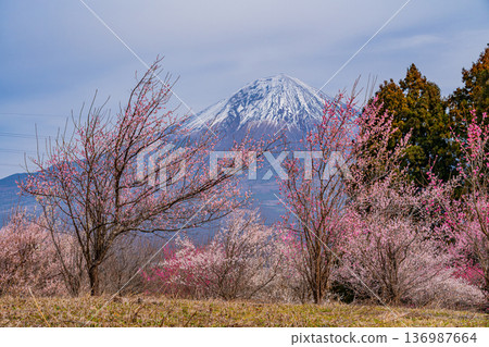 (靜岡縣)白絲自然公園:透過盛開的梅花林眺望富士山。 (靜岡縣)白絲自然公園:透過盛開的梅花林眺望富士山。 136987664