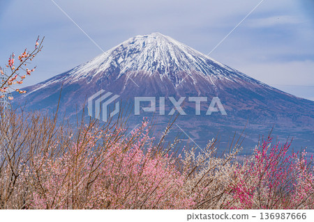 （靜岡縣）白絲自然公園：透過盛開的梅花林眺望富士山。 136987666
